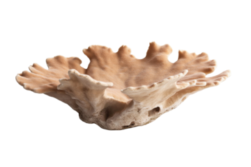 Large, brown, leafy coral shaped object sits on a white background, isolated