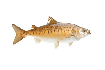 Obraz premium Fish is swimming in the water, isolated