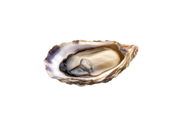 Large oyster shell is shown on a white background, isolated