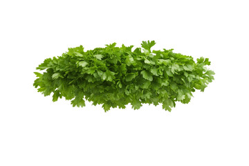 Obraz premium Bunch of green herbs are displayed on a white background, isolated