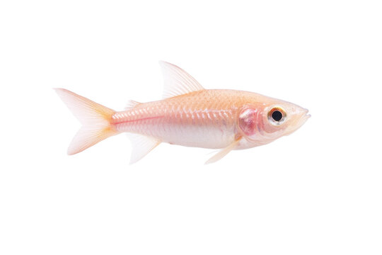 Small fish with a black eye is swimming in a tank, isolated