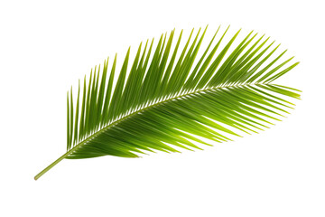 Fototapeta premium Green leafy palm tree branch, isolated