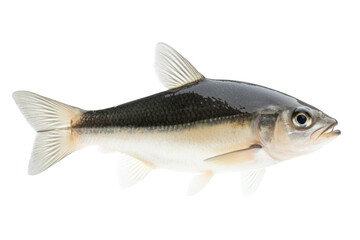 Fototapeta premium Fish is swimming in the water, isolated