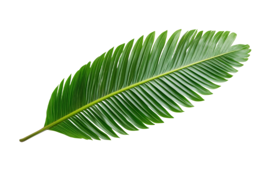 Leafy green plant with a long stem, isolated