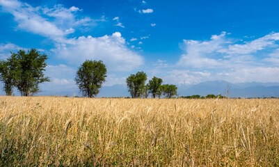 Landscape of a wheat field with ripe wheat, in the background you can see a textured sky and a mountain, landscape of a field not far from Almaty.