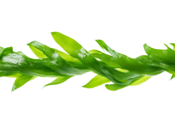 Green leafy plant with a long stem, isolated