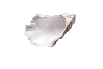 Shell is shown in its entirety, with the inside of the shell visible, isolated