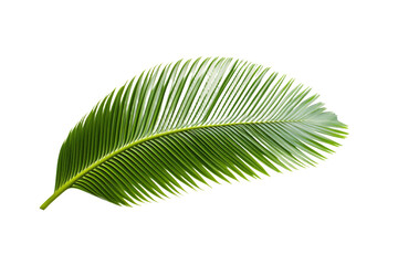 Obraz premium Leafy green palm tree leaf is shown on a white background, isolated