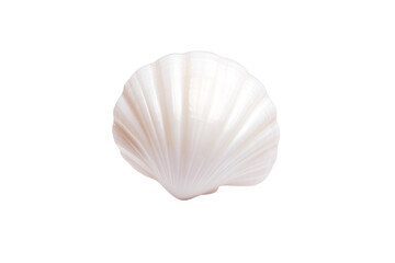 White shell with a spiral pattern, isolated