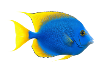 Blue and yellow fish swimming in a tank, isolated