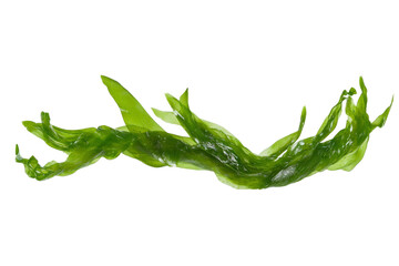 Long green plant with a white background, isolated