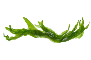 Long green plant with a white background, isolated