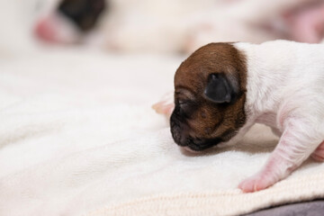  small newborn Jack Russell Terrier puppy in arms.