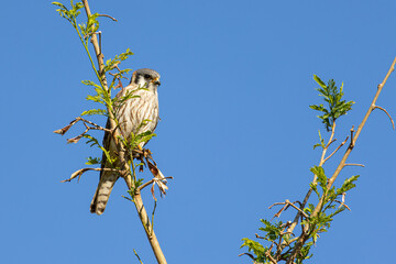 Hawk on a branch waiting for prey
