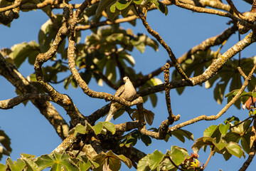 Grey dove on a branch