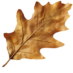 Autumn'S Gold Isolated Leaf On White