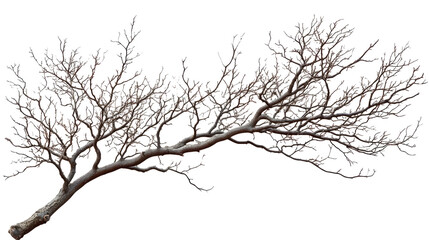 Bare Tree Branches Against A Dark Background. Simple Design Element.