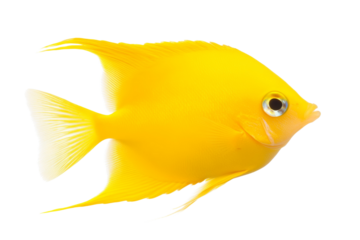 Yellow fish with a black eye and a white mouth, isolated
