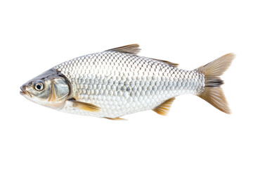 Fish is shown on a white background, isolated
