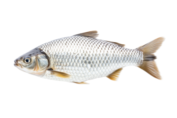 Fish is shown on a white background, isolated