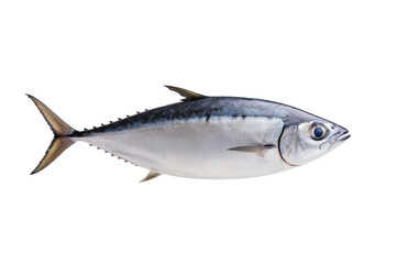 Large fish is shown on a white background, isolated