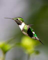 Fototapeta premium Hummingbird flying eating