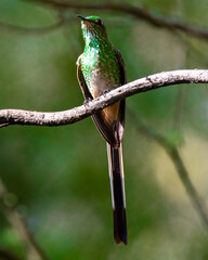 Hummingbird flying eating