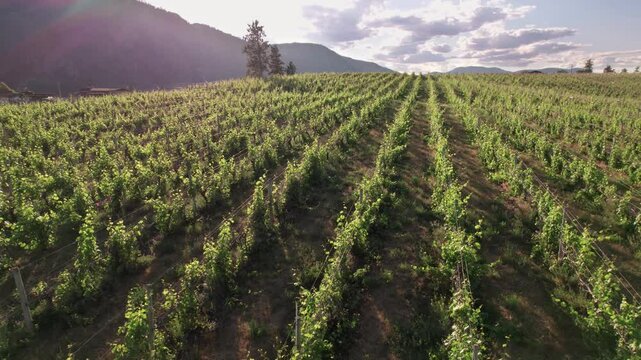 Vineyard with rows of wine grapes growing, Okanagan Valley, aerial drone footage, fields, lush valley, mountains, desert, British Columbia, Canada. 4K 24FPS.