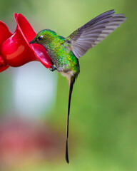 Hummingbird flying eating