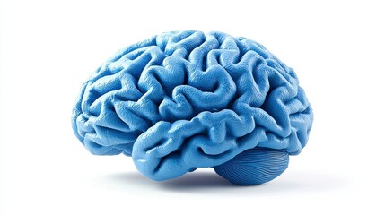 Human brain isolated on a white background emphasizing its complexity and role in machine learning and intelligence