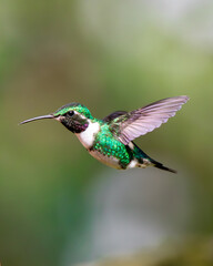 Obraz premium Hummingbird flying eating