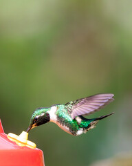 Hummingbird flying eating