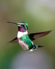Fototapeta premium Hummingbird flying eating