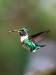 Fototapeta premium Hummingbird flying eating