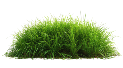 Fresh Green Grass Isolated On White. Perfect For Nature-Themed Designs And Adding A Touch Of Spring To Your Projects.
