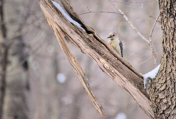 Red-bellied woodpecker sitting on a tree branch in prospect park brooklyn new york city north america united states nature wildlife photography photo pecking for bugs animal
