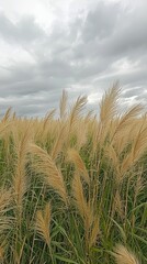 Tall Grasses Swaying in a Dynamic Field Under Cloudy Sky