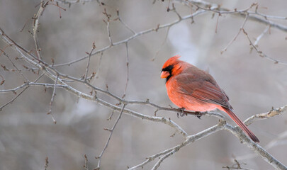 red cardinal on a tree branch in winter (prospect park brooklyn) animal bird wildlife telephoto photography beautiful colorful tufted bird black face fiery feathers