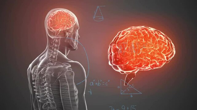 Animation of human skeleton and brain with mathematical formulas in school illustration
