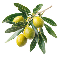 Olive Branch. Fresh Green Olives. Isolated.