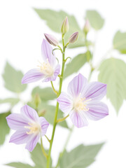 Obraz premium isolated white background of bellflower platycodon grandiflorus