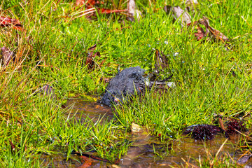 The dark-eyed junco (Junco hyemalis ) takes a bath after the rain