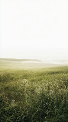 Tranquil Field Under a Vast Sky with Soft Light and Greenery