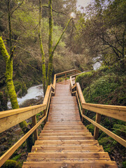 Wooden staircase descending through a lush, moss-covered forest, leading towards a flowing river,...