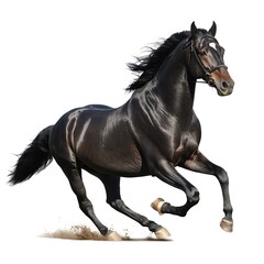 Fototapeta premium Black Stallion Running