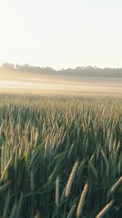 Serene Early Morning Scene with Soft Mist Rolling Over Fields