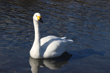 ご宝殿安曇野のコハクチョウ