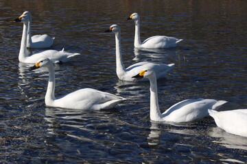 ご宝殿安曇野のコハクチョウ