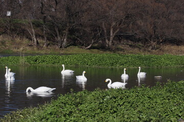 ご宝殿安曇野のコハクチョウ