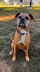 english bulldog puppy
